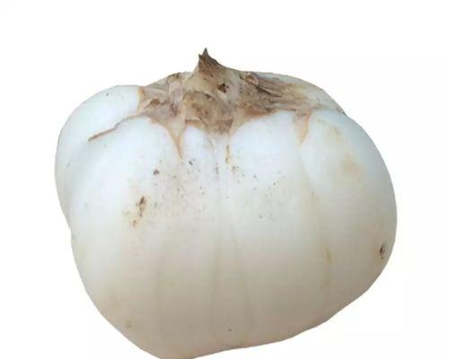 百合属于哪个季节的蔬菜？如何在当季正确食用百合？