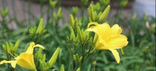 百合属于哪个季节的蔬菜？如何在当季正确食用百合？