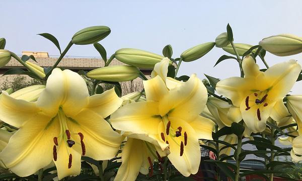 百合最佳种植时间是什么时候？种植百合有哪些注意事项？