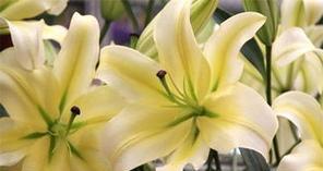 百合花的象征意义是什么？它的花语有哪些含义？