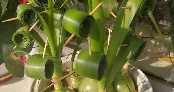 百合栽种方法和注意事项是什么？如何避免常见错误？