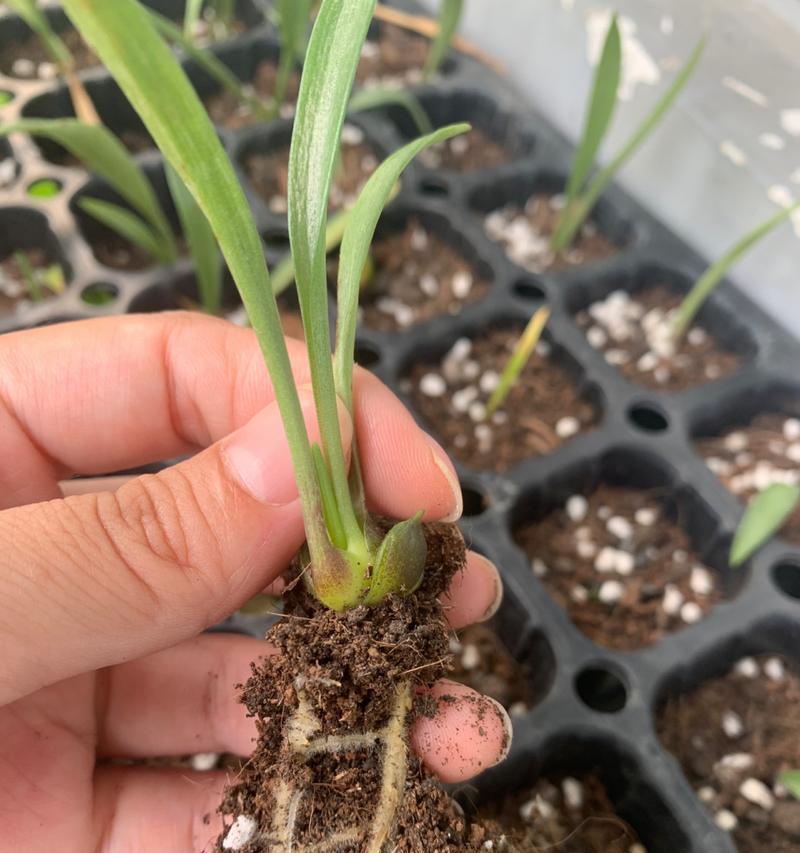 百合种球繁殖方法有哪些？繁殖过程中应注意什么？
