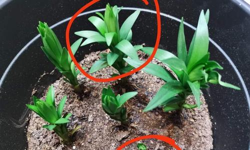 百合种子是怎么来的？种植百合需要了解的种子来源问题