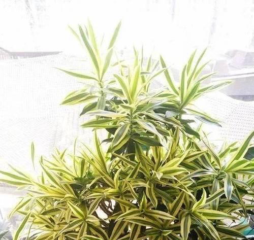 百合竹浇水频率是多少？如何正确浇水保持健康生长？