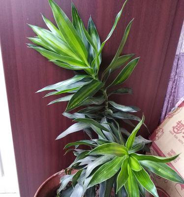 百合竹施肥指南：如何选择最佳肥料？