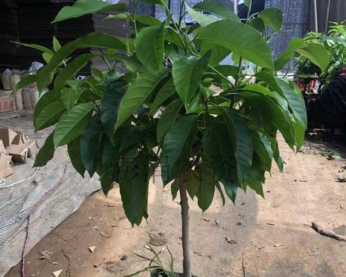 百兰花养殖方法有哪些？如何确保百兰花健康生长？
