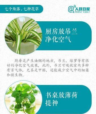 百里香开花后怎么处理？如何进行修剪和养护？