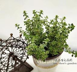 百里香是多年生植物吗？种植百里香需要注意什么？