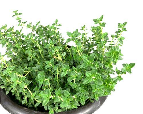 百里香是多年生植物吗？种植百里香需要注意什么？