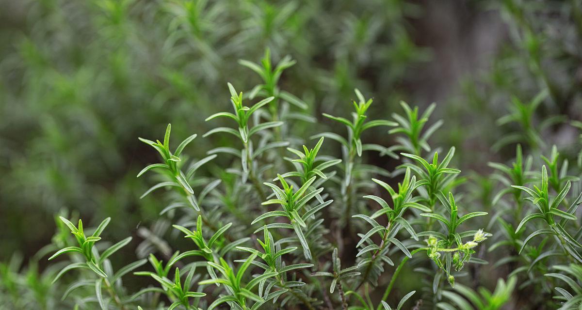 百里香是什么植物？它的用途和种植方法有哪些？