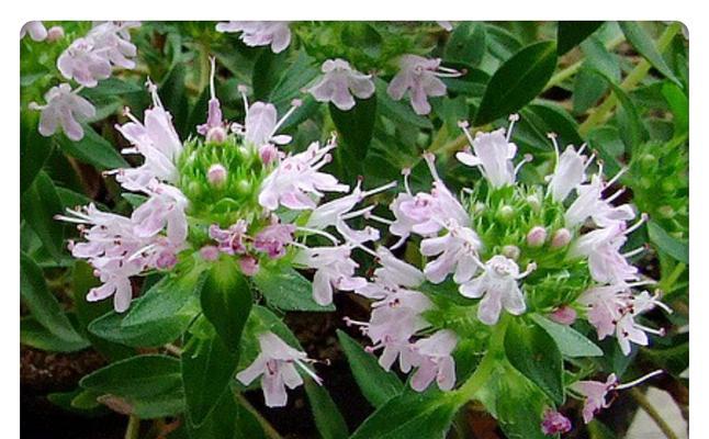 百里香是一年生还是多年生植物？如何区分和养护？