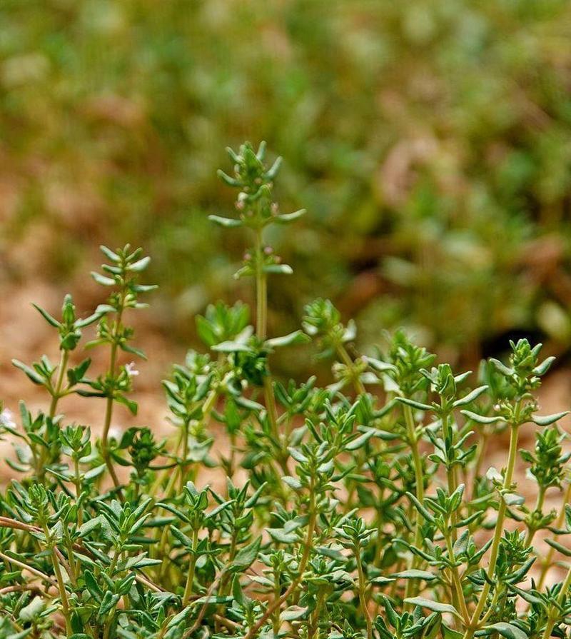 百里香种植的最佳时间和步骤是什么？