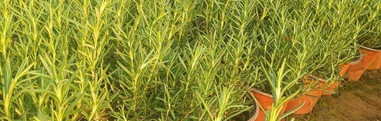 百里香种植的最佳时间和步骤是什么？