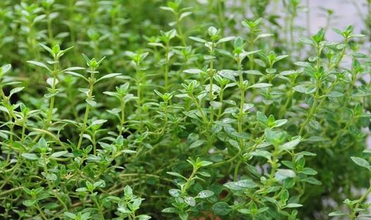 百里香种子发芽需要多长时间？如何加速发芽过程？