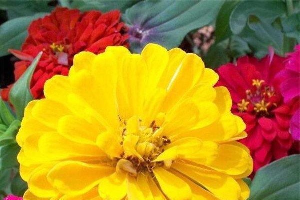 百日草开花时间是多久？如何加速开花过程？