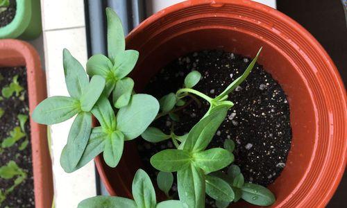 百日草开花周期是多久？凋谢后如何处理？