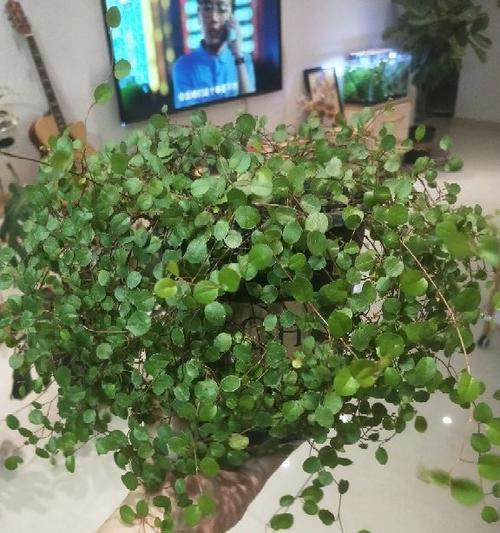 百万心吊兰怎么养？养殖过程中应注意哪些问题？