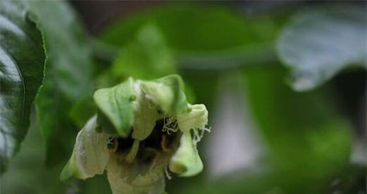 百香果不开花是什么原因？如何解决？