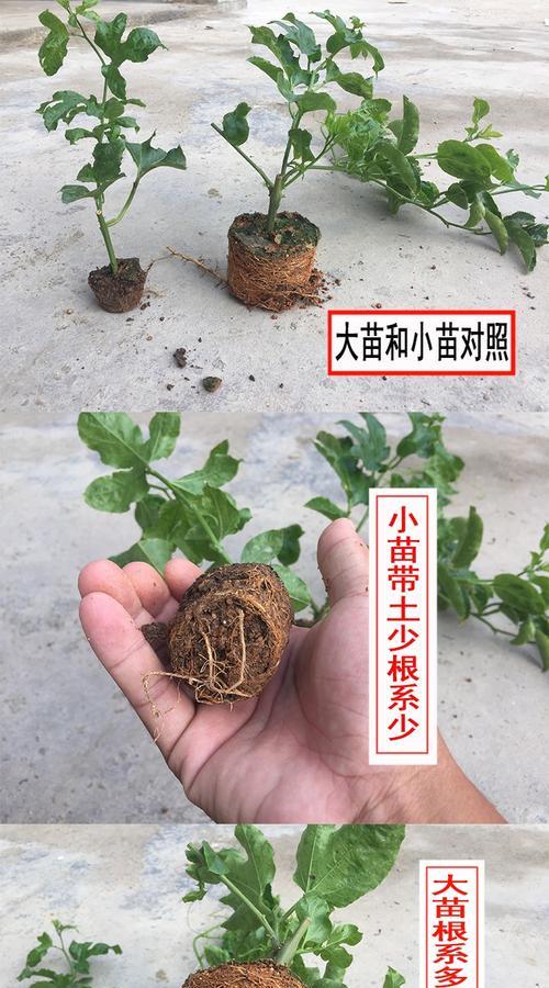 百香果的根系是否发达？如何促进其健康成长？
