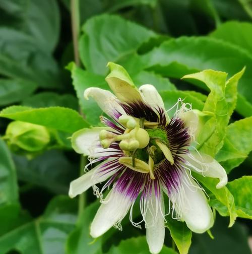 百香果什么时候开花？花期持续多久？