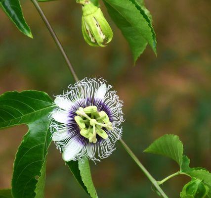 百香果什么时候开花？花期持续多久？