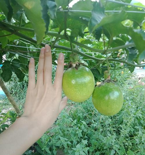 百香果什么时候成熟上市？如何挑选新鲜果实？