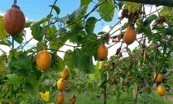 百香果什么时候成熟上市？如何挑选新鲜果实？