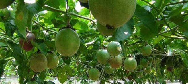百香果最佳种植时间是什么时候？适合的月份有哪些？