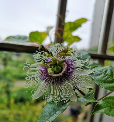 百香果什么时候开花结果？如何促进其开花结果？