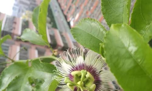 百香果什么时候开花结果？如何促进其开花结果？