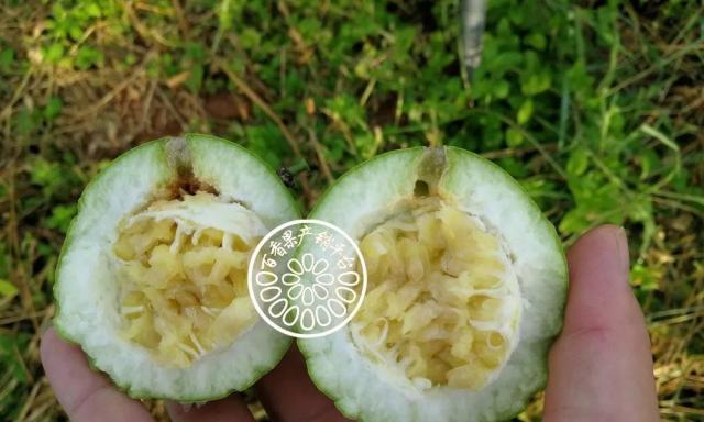 百香果落果是什么原因造成的？如何预防和解决？