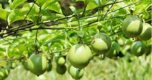 百香果是多年生植物吗？种植和管理需要注意什么？