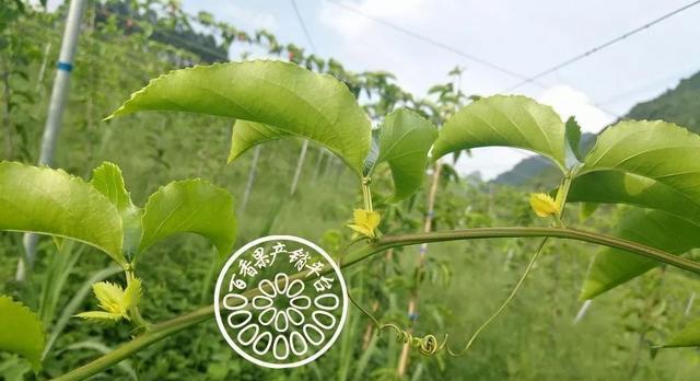 百香果授粉时间是什么时候？授粉方式方法有哪些？