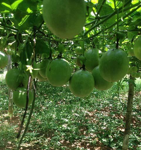 百香果树几年结果实？如何正确种植以缩短结果时间？