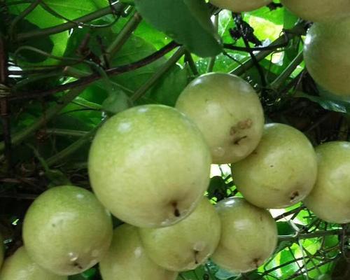 百香果树几年结果实？如何正确种植以缩短结果时间？