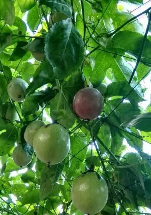 百香果浇水频率如何根据季节调整？春夏秋冬浇水周期有何不同？