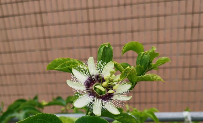 百香果一年开几次花？如何提高开花次数？