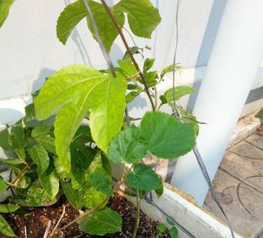 百香果种子种植可行吗？如何提高发芽率？