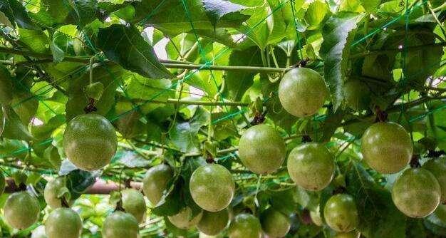 百香果施肥指南：选择最佳肥料的方法是什么？