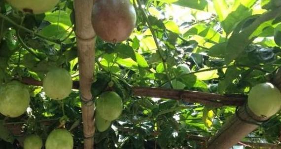 百香果施肥指南：哪种肥料效果最佳？