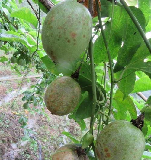 百香果室内养殖安全吗？有毒吗？