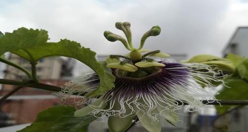 百香果开花慢怎么办？如何促进百香果快速开花？