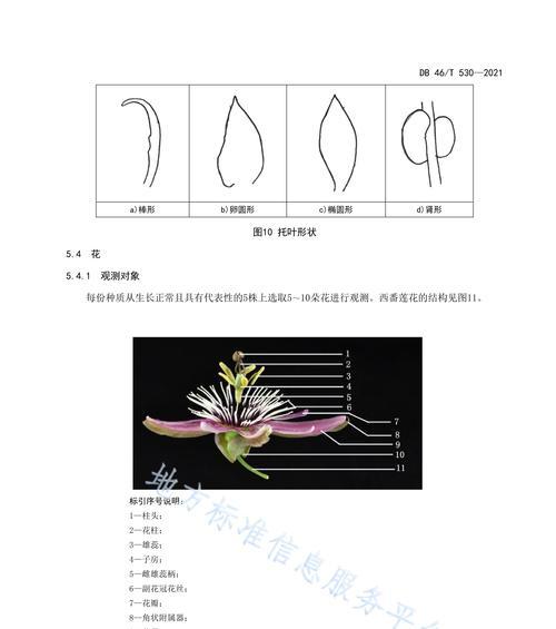 百香果种子是怎么来的？获取种子的正确方法是什么？