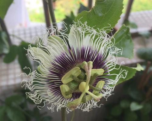 百香果种子怎么种植？种植百香果种子的步骤和注意事项是什么？
