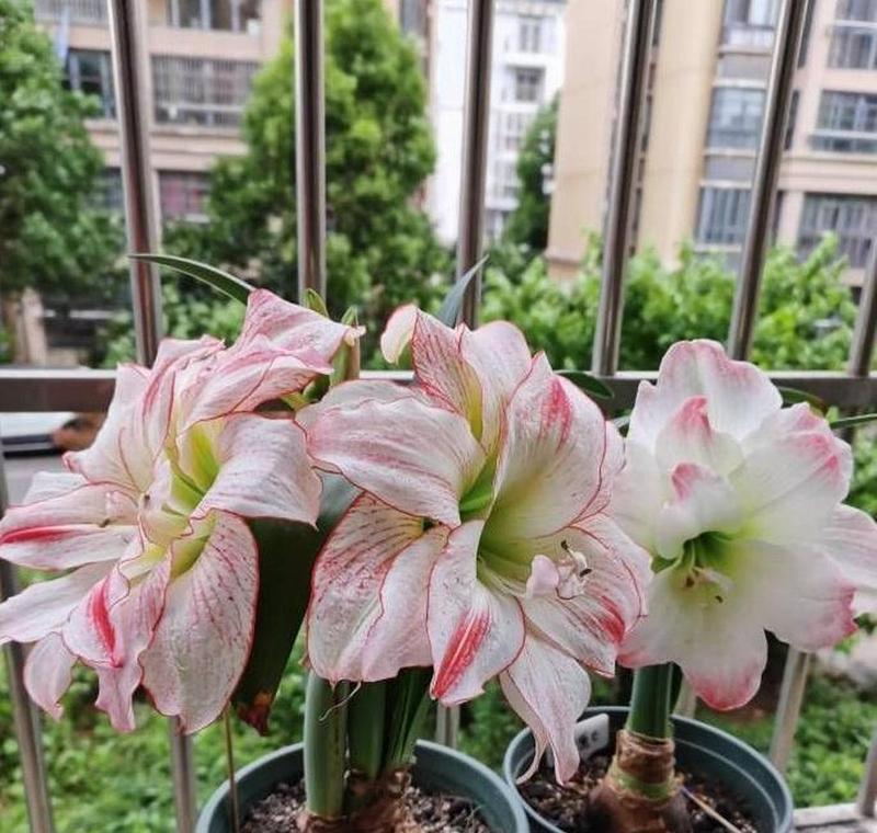 百子莲汁液是否含有毒素？对人体有何影响？