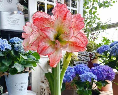 百子莲最佳种植时间是什么时候？如何确保种植成功？