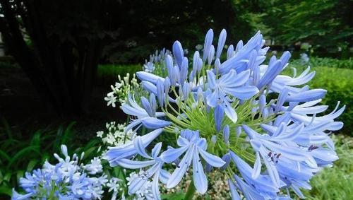 百子莲喜阴还是喜阳？如何正确养护百子莲？