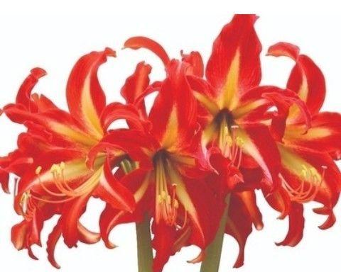 百子莲一年能开几次花？花期持续多久？
