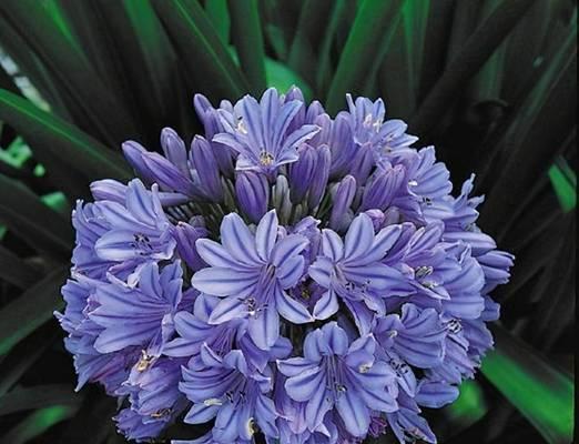 百子莲一年能开几次花？花期持续多久？