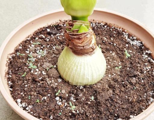 百子莲种球如何保存？最佳种植时间是什么时候？
